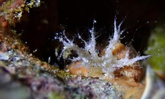 Miniacina