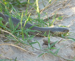 Paraphimophis rusticus