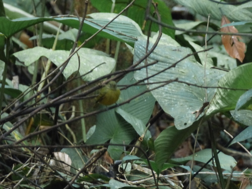 Parulidae