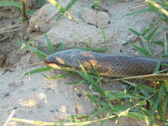 Paraphimophis rusticus