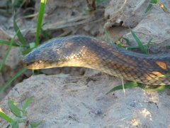 Paraphimophis rusticus
