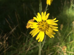 Kyhosia bolanderi