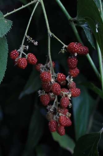 Rubus adenotrichos image
