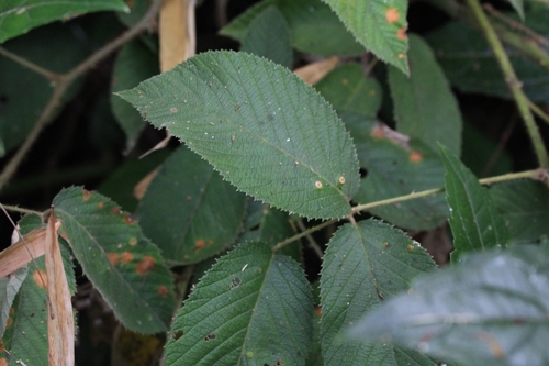 Image of Rubus adenotrichos by no rights reserved