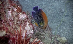 Centropyge potteri