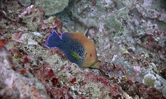 Centropyge potteri