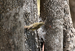 Microeca flavigaster