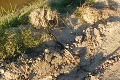 Paraphimophis rusticus