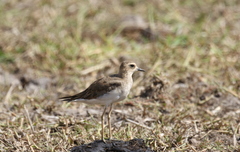 Charadrius veredus