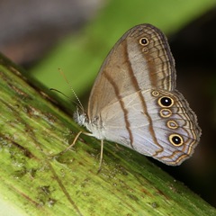 Amiga arnaca