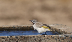 Conopophila rufogularis
