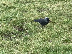Corvus monedula