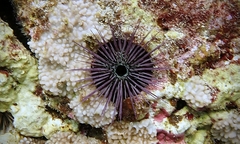 Echinostrephus aciculatus
