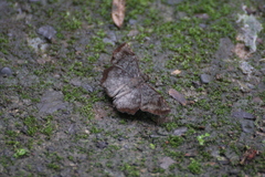 Antigonus erosus