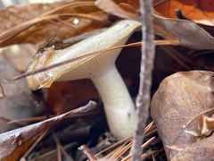Hygrophorineae