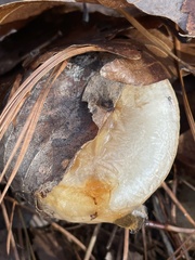 Hygrophorineae