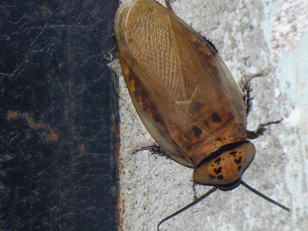 Four-spot Roach