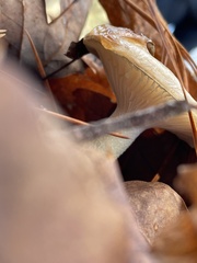 Hygrophorineae