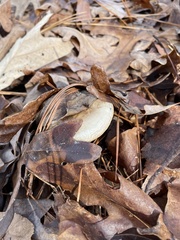 Hygrophorineae