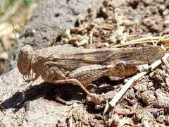 Trimerotropis ochraceipennis