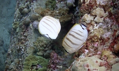 Chaetodon multicinctus