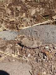 Trimerotropis ochraceipennis