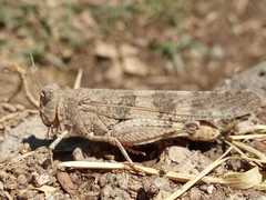 Trimerotropis ochraceipennis