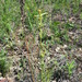 Pedicularis striata - Photo (c) Daba, algunos derechos reservados (CC BY-NC), subido por Daba