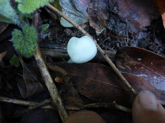 Entoloma sericellum