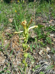 Pedicularis striata