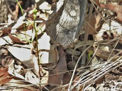 Arthrochilus irritabilis