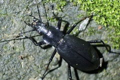 Leptocarabus