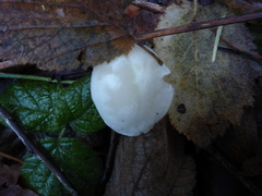 Entoloma sericellum
