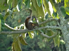 Sciurus pucheranii