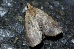 Sineugraphe oceanica