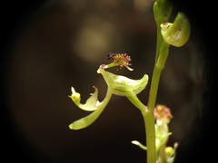 Arthrochilus irritabilis