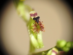 Arthrochilus irritabilis