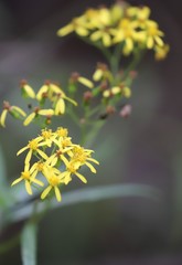Senecio linearifolius linearifolius