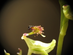 Arthrochilus irritabilis