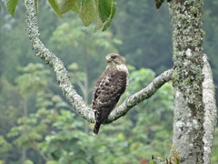 Buteo platypterus
