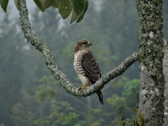 Buteo platypterus