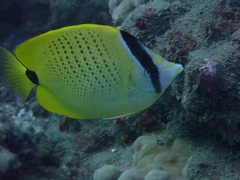 Chaetodon miliaris