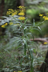 Senecio linearifolius linearifolius