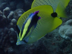 Labroides phthirophagus