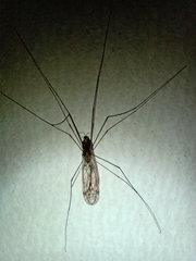 Ischnotoma