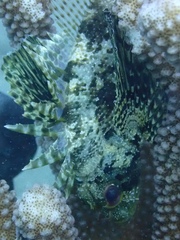 Dendrochirus barberi