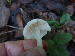 Entoloma sericellum
