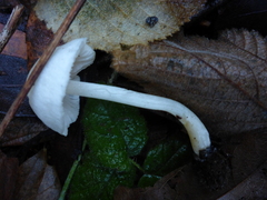 Entoloma sericellum