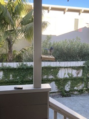 Aphelocoma californica