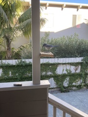 Aphelocoma californica